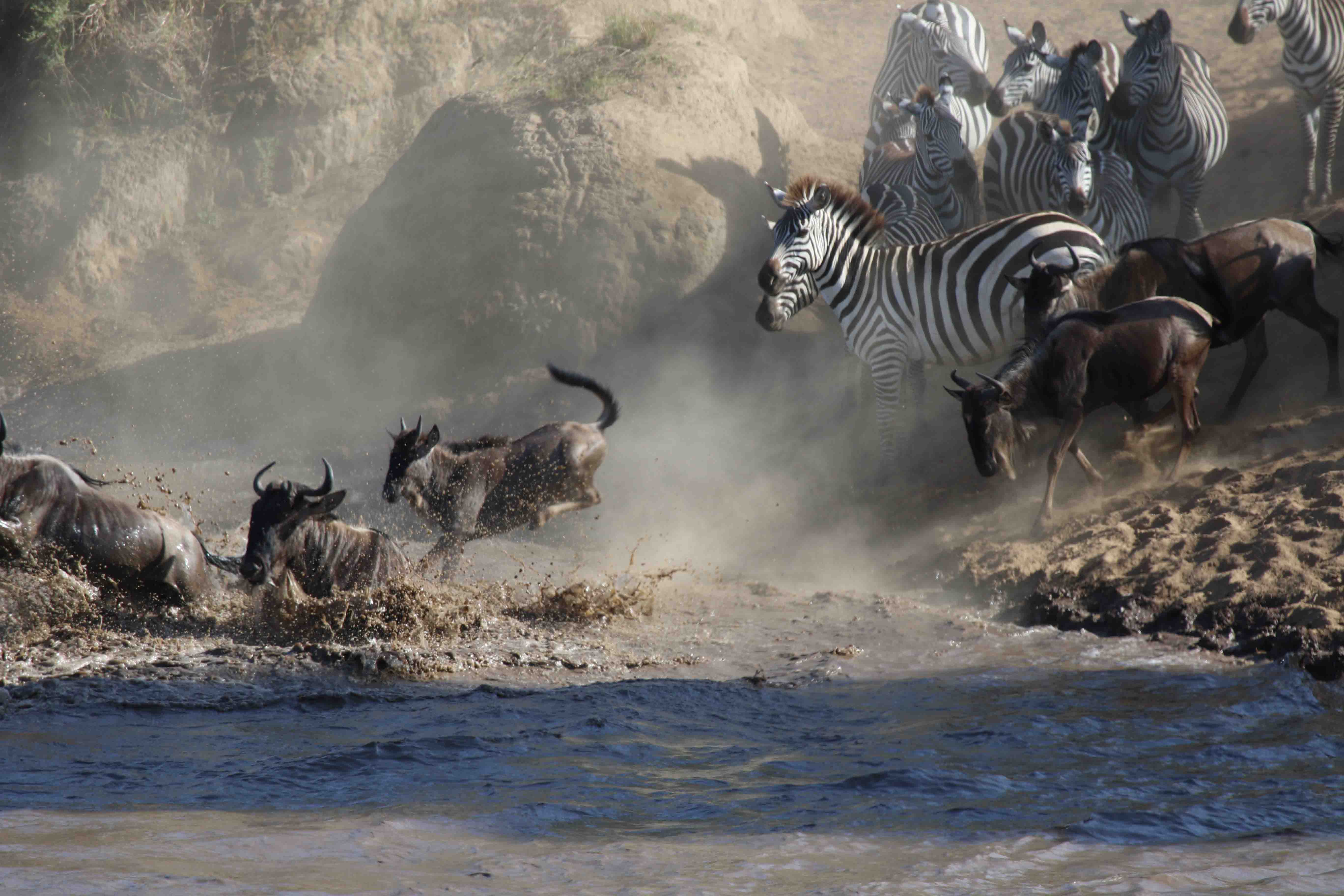 Wildebeest and zebras crossing the Mara River during the Great Migration