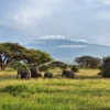 amboseli national Park