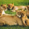 lion and her cubs on a kenyan safari