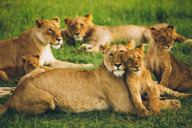 5-Day Luxury Safari from Masai Mara to Lake Nakuru