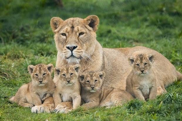 a lion and her cub as spotted on a kenyan safari
