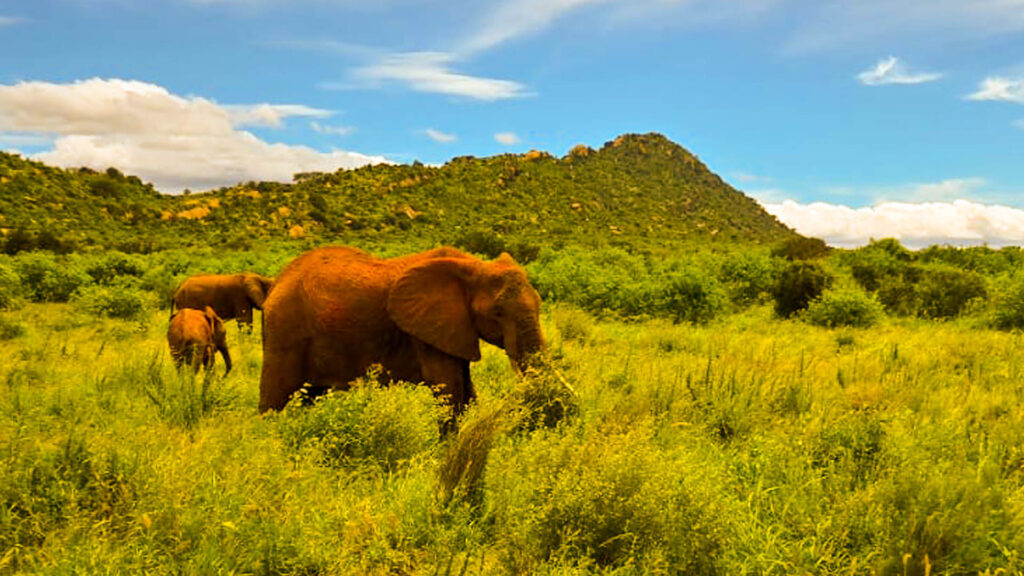 Elephants on kenya safari