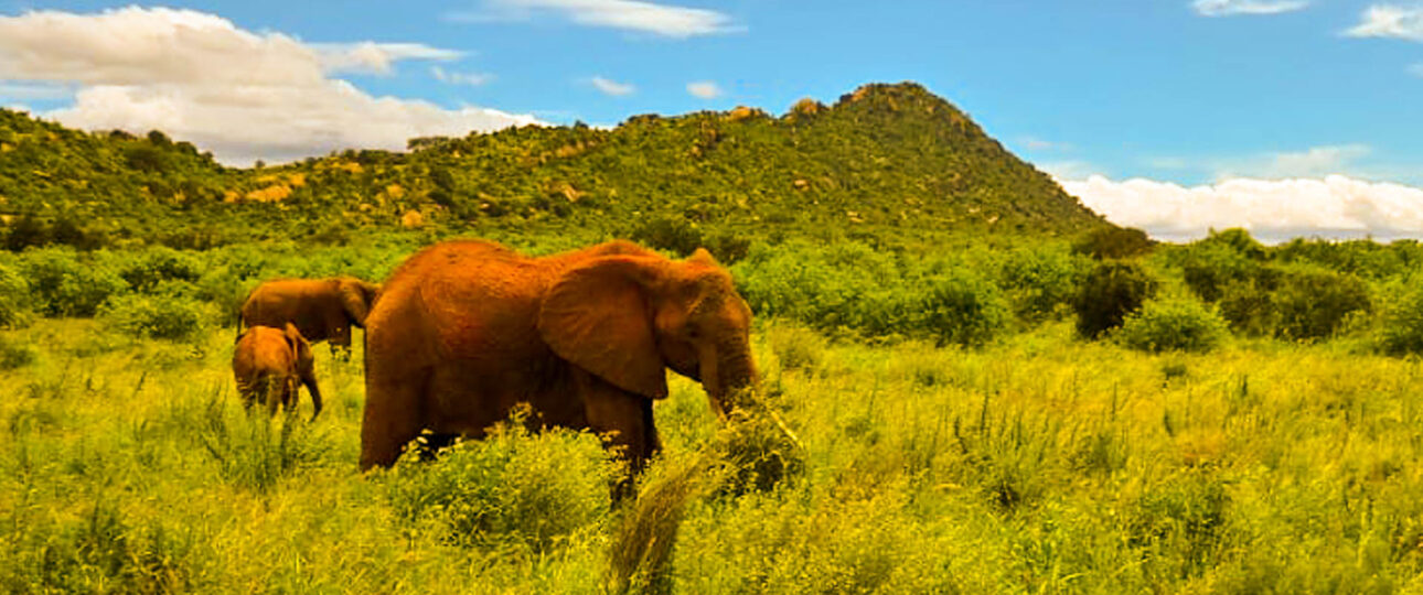 Elephants on kenya safari