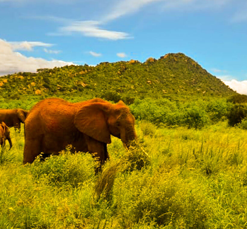 Elephants on kenya safari