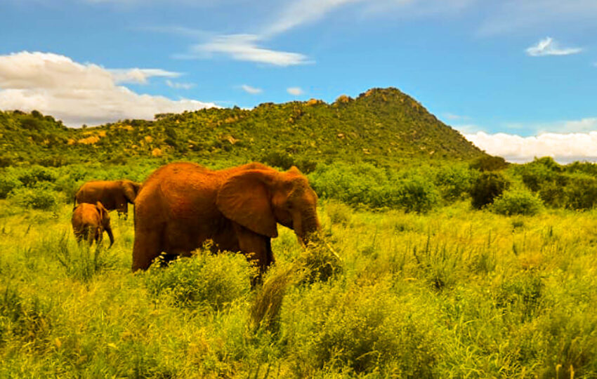 Elephants on kenya safari