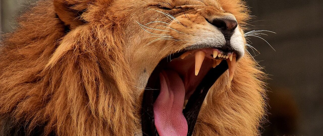 lion in kenyan park