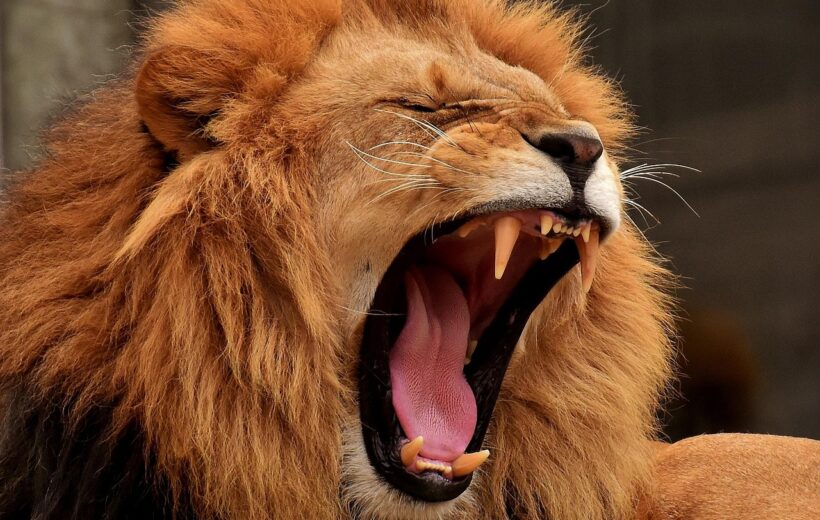 7-Day Amboseli, Nakuru, Masai Mara Safari Adventure