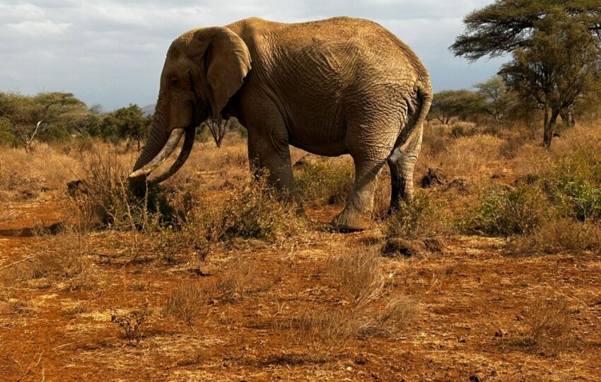 an elephant spotted on a photography safari