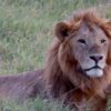 A Lion relaxing in Masai Mara National Park