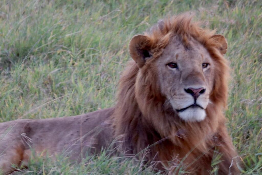 A Lion relaxing in Masai Mara National Park