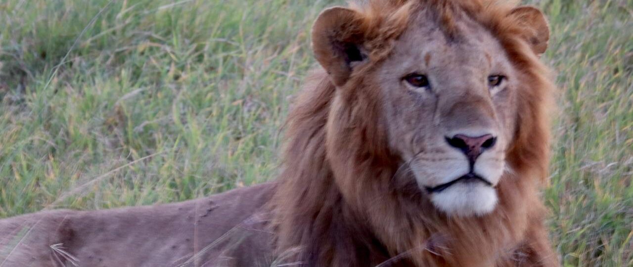 A Lion relaxing in Masai Mara National Park