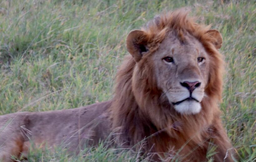 14-Day  Kenya Tanzania Safari and Uganda Gorilla Trekking