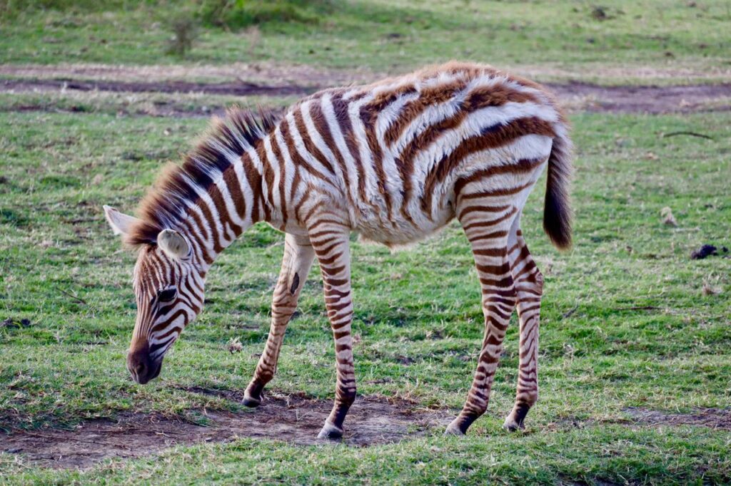 a photography safari rare gem