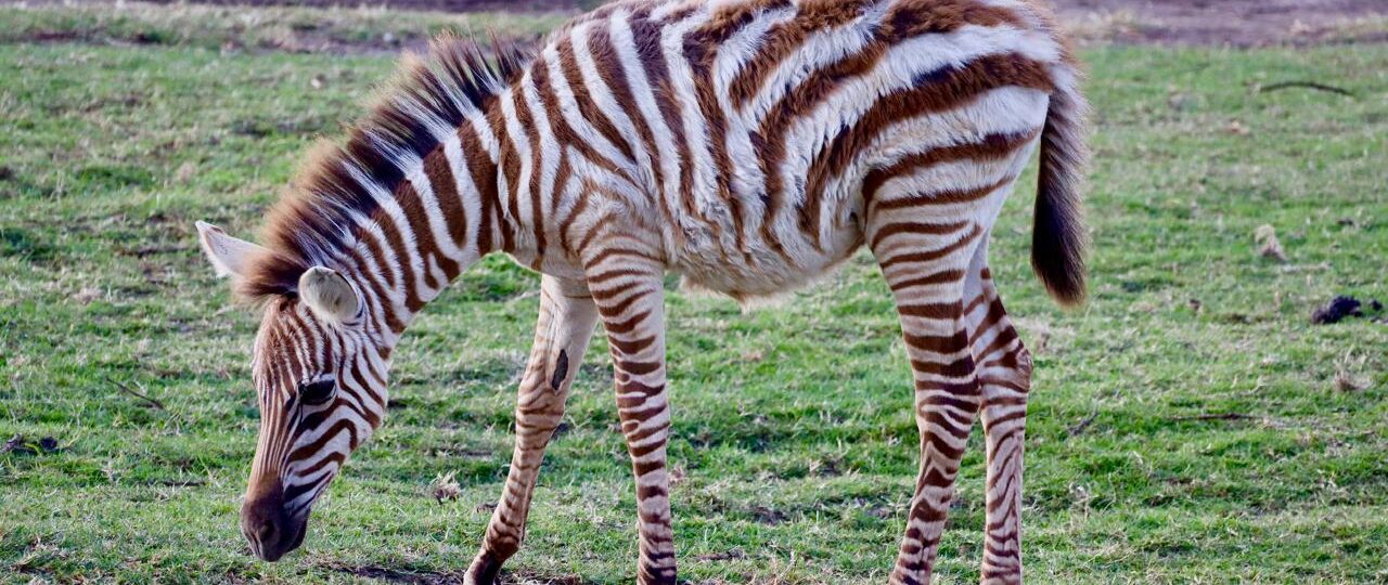 a photography safari rare gem