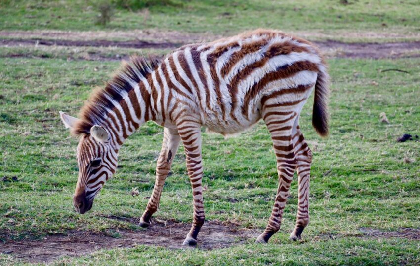 a photography safari rare gem