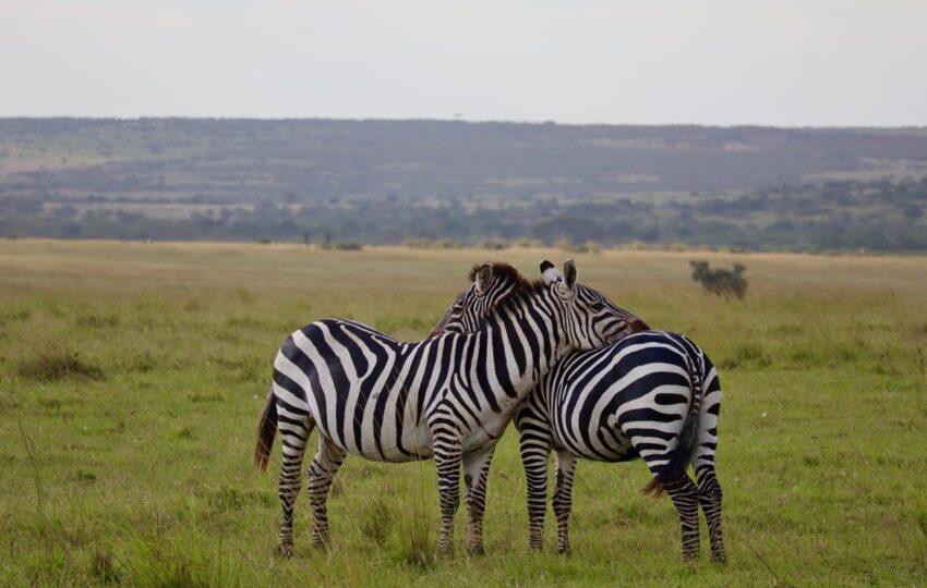 beautiful zebras in Masai Mara National Park