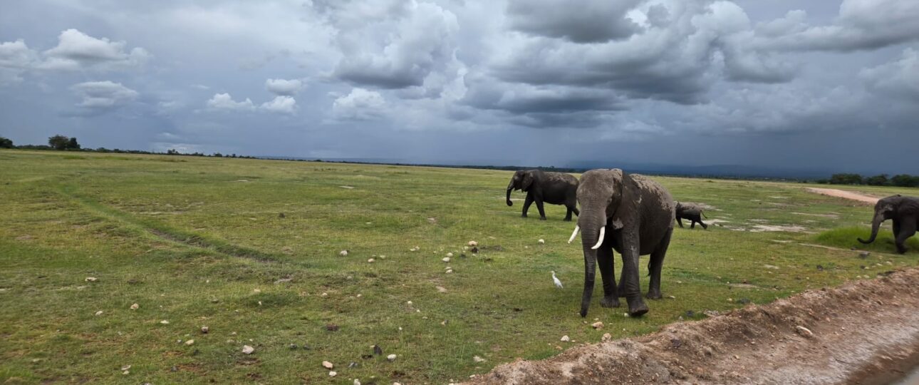 elephants in Amboseli