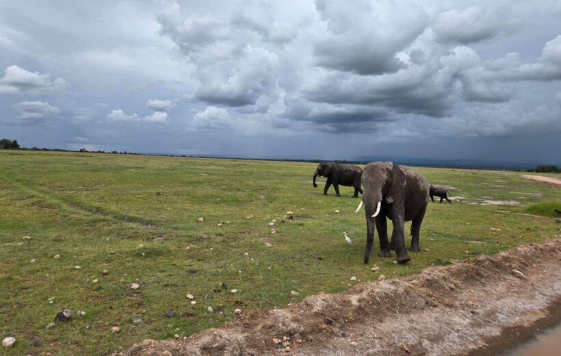 10-Day Best of Kenya Safari Adventure with PMK Tours