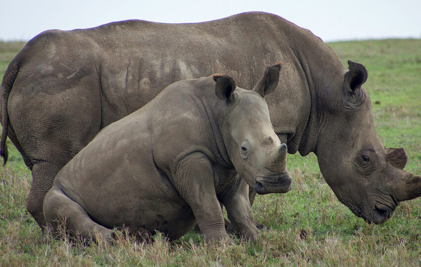 A rhino sighting at OL pejeta conservancy