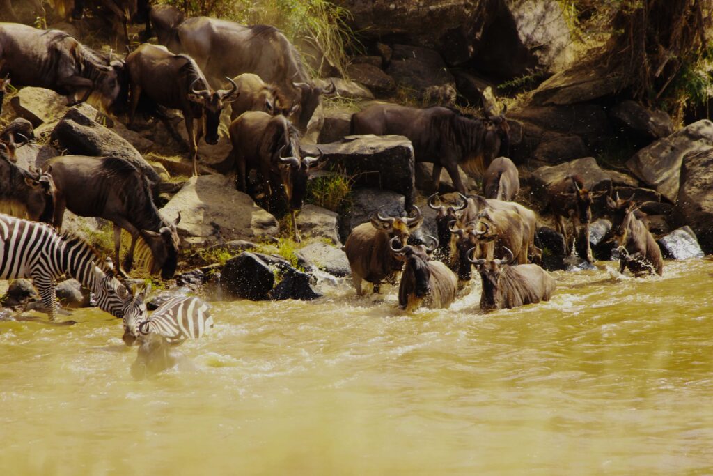 wildebeet crossing the mara river
