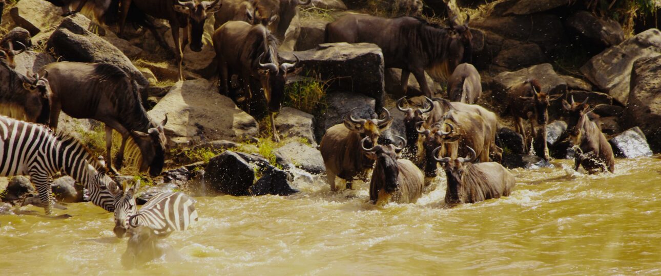 wildebeet crossing the mara river