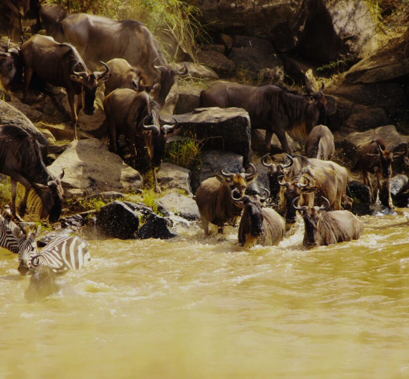 wildebeet crossing the mara river