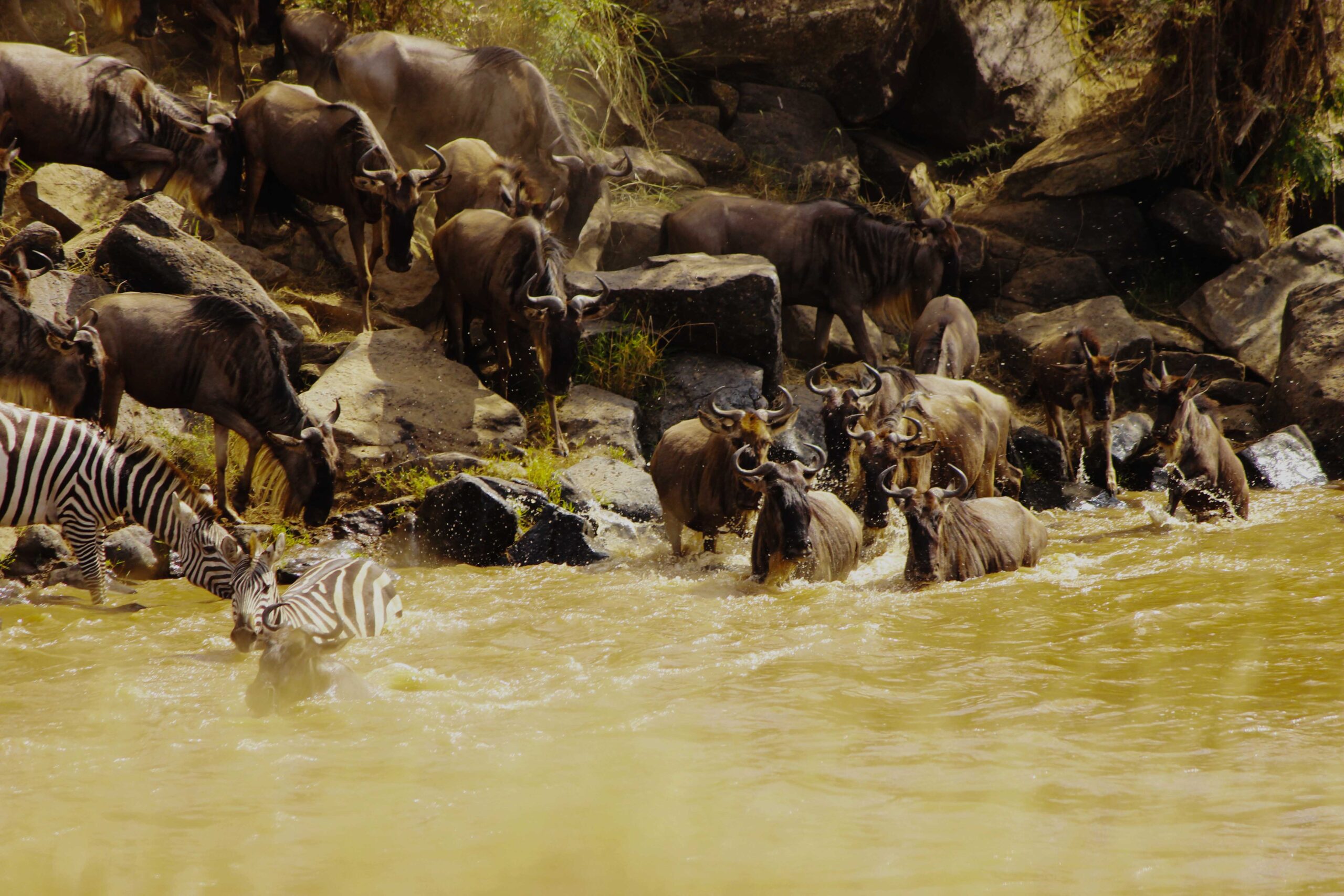 wildebeet crossing the mara river