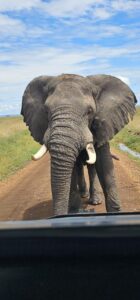 Amboseli safari packages 