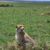 A cheetah in masai mara safari package