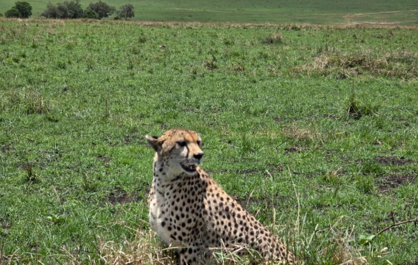 Magical 4-Day Kenyan Safari: Nakuru & Masai Mara