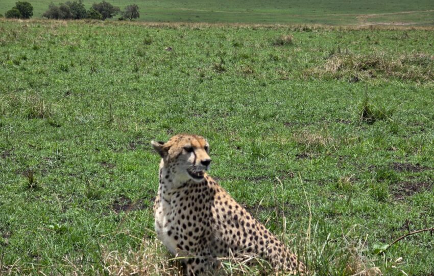 A cheetah in masai mara safari package