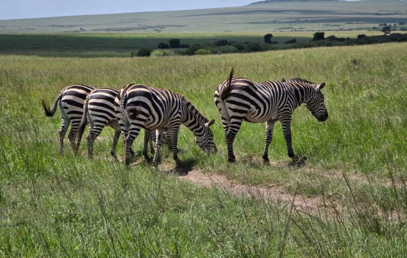 The Ultimate 15-Day East Africa Safari Experience