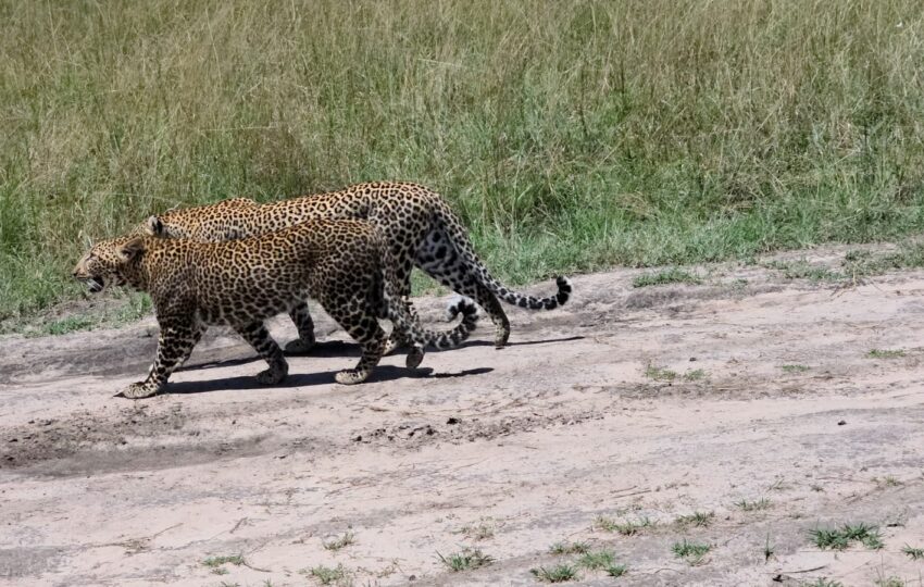 Leopards on a Kenya and Tanzania Safari