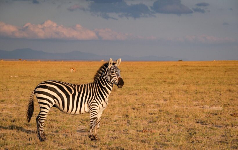 10-Day Best of Kenya Safari – Amboseli, Ol Pejeta, Samburu, Nakuru & Masai Mara