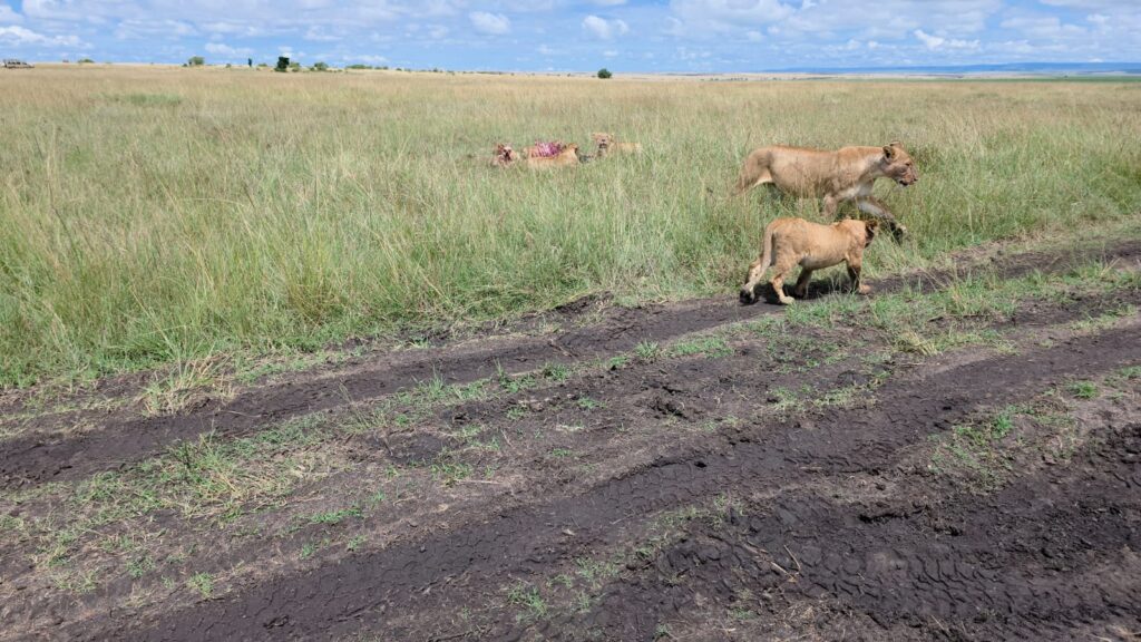 A Pride of lions on a kenyan safari package