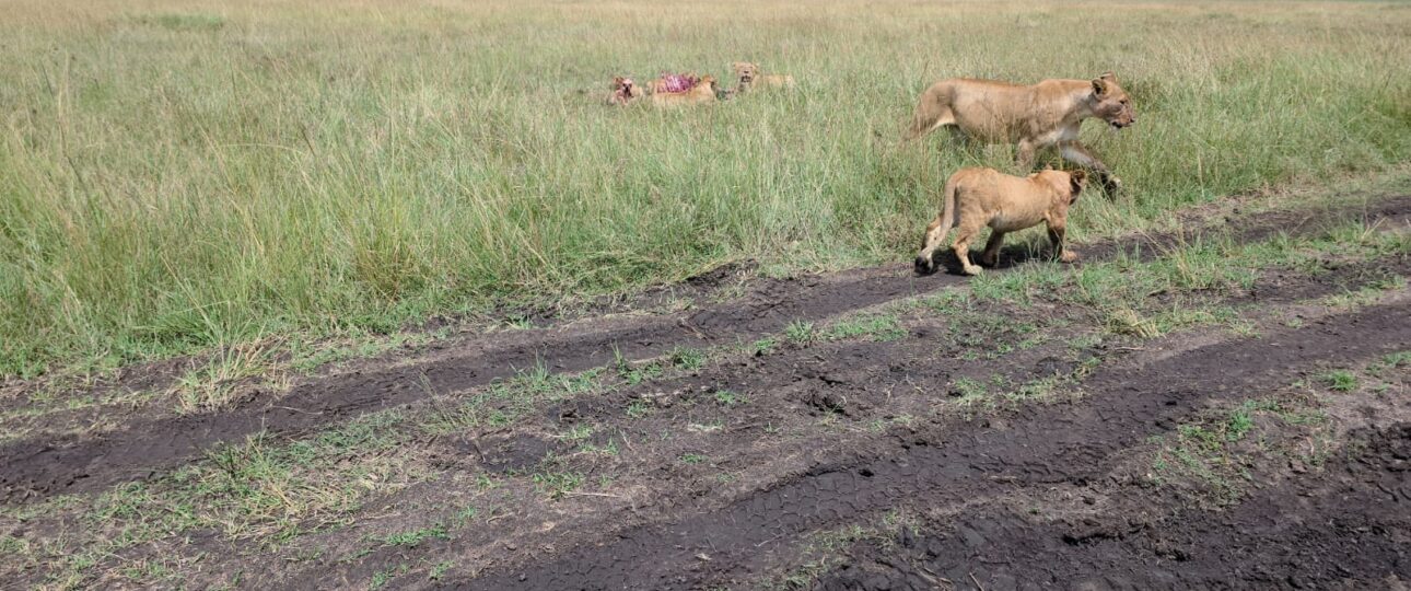 A Pride of lions on a kenyan safari package