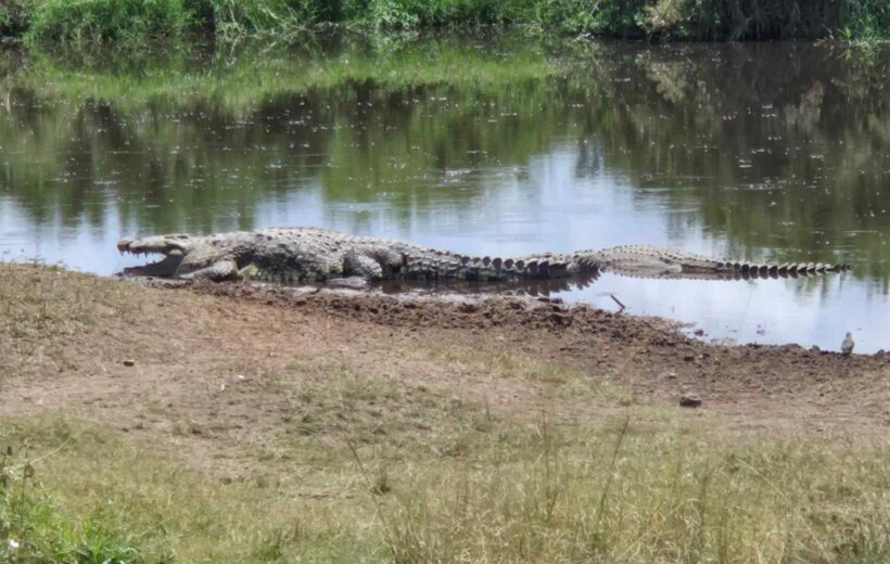 10-Day Best of Kenya Safari – Amboseli, Ol Pejeta, Samburu, Nakuru & Masai Mara