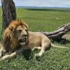 a lion on a kenyan safari packages