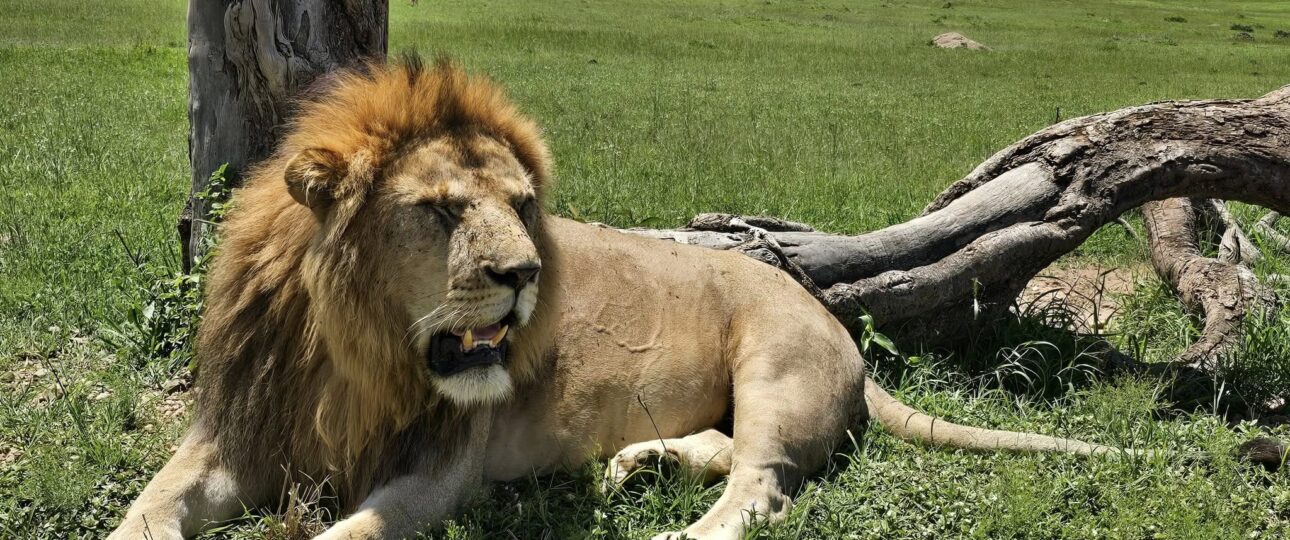a lion on a kenyan safari packages