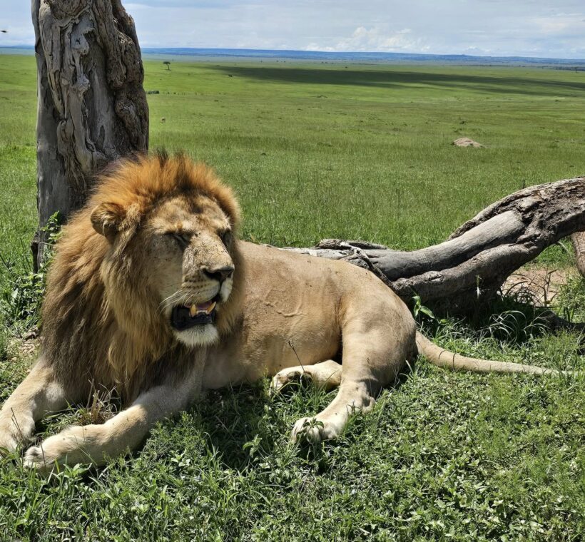 a lion on a kenyan safari packages
