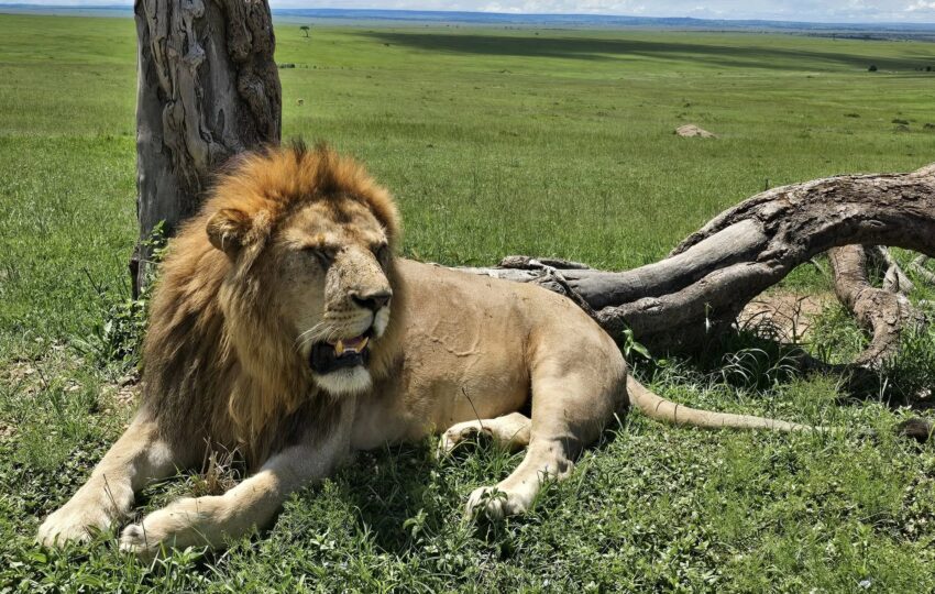 a lion on a kenyan safari packages