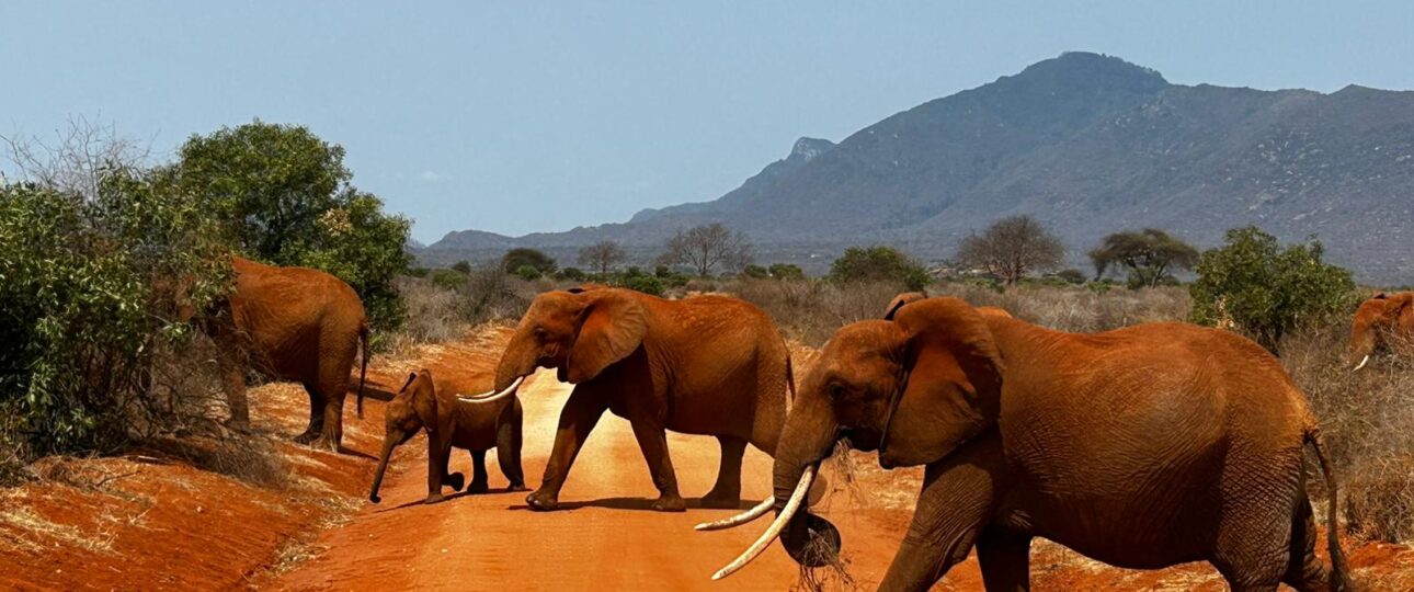Kenya Safari Packages