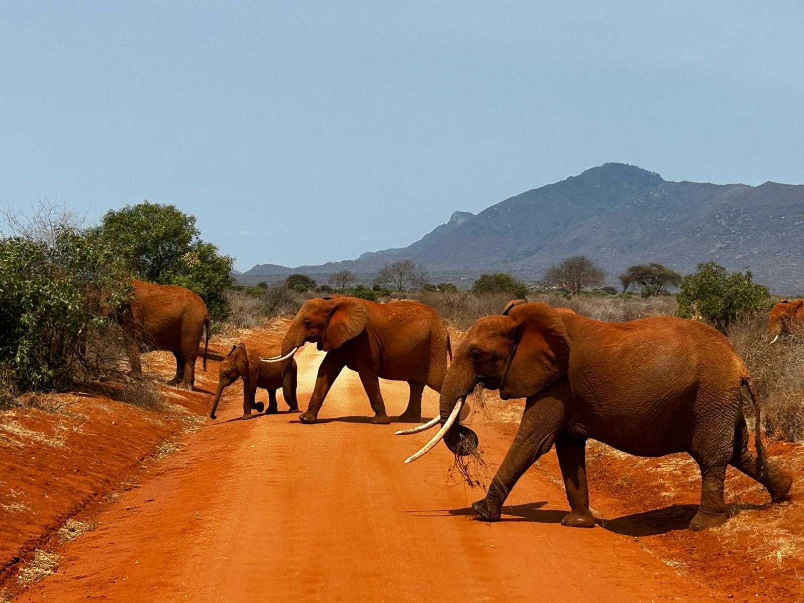 Tsavo West National Park