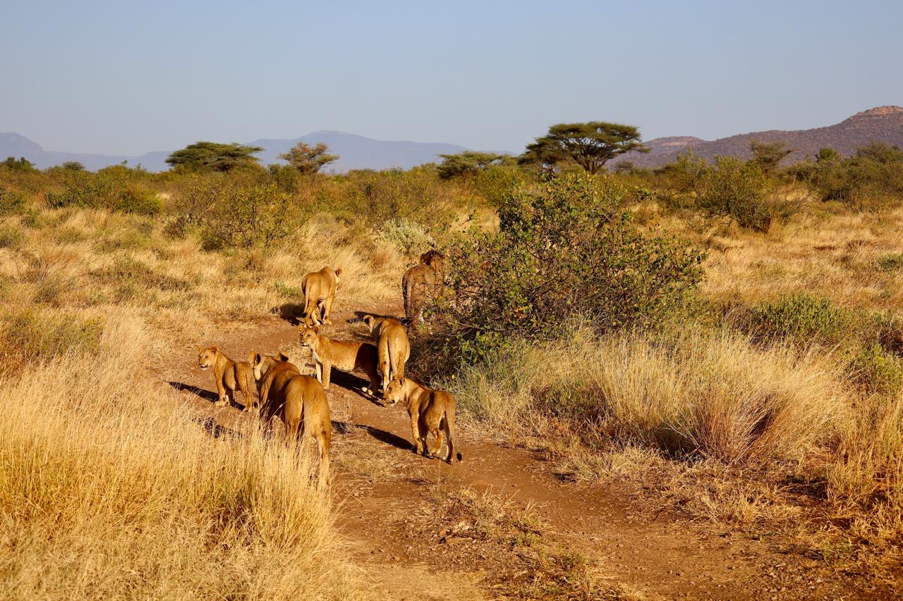 Samburu National Reserve