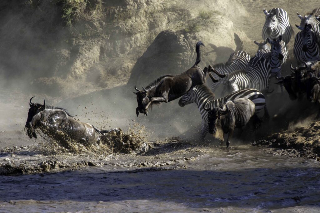 the great migration in masai mara peak season