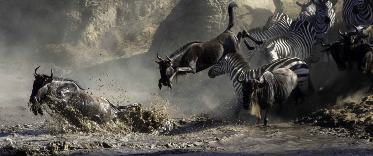 the great migration in masai mara peak season