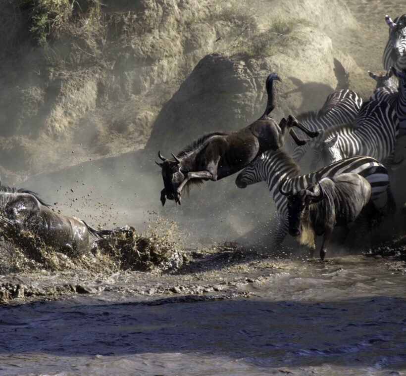 the great migration in masai mara peak season