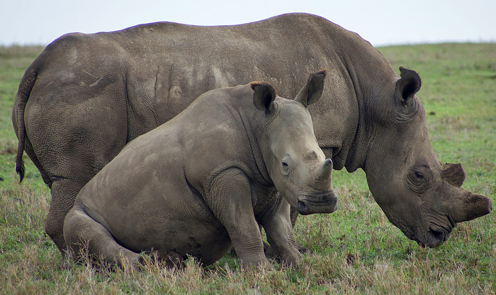 Ol Pajeta Conservancy