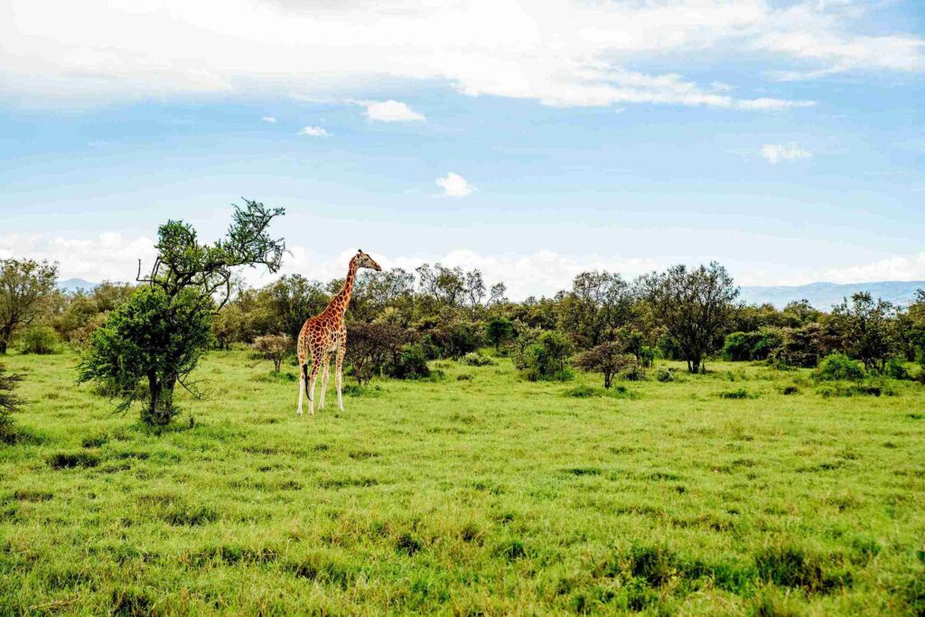 Rothchild girraffe in Lake Nakuru