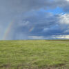 The Green season in Amboseli